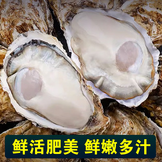 包活乳山生蚝鲜活牡蛎新鲜超大特大肉海蛎子10斤海鲜刺身即食水产 XXXXL(190g及以上)
