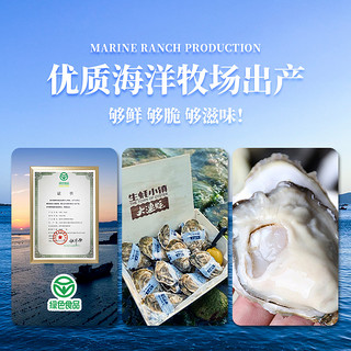 生蚝小镇生食刺身级大连生蚝鲜活海鲜牡蛎水产辽刺参5斤礼盒 XXXL(140g(含)-190g(不含))