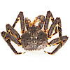 【活鲜】御鲜之王 鲜活帝王蟹 生鲜螃蟹 海鲜水产长脚蟹 4.6-4.9斤/只  1只