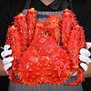 老蟹将 新鲜帝王蟹鲜活熟冻智利特大螃蟹生鲜海鲜 熟冻帝王蟹 帝王蟹6-6.4斤