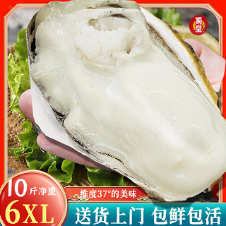 蜀皇乳山生蚝鲜活特大牡蛎海蛎子带壳生蚝肉海鲜10斤6XL(12-18)只 6XL号【蚝王款】