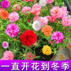 聪知聪 花种子合集四季春夏种易活阳台盆栽家庭花卉种籽组合套餐花籽花子 混色太阳花约8000粒