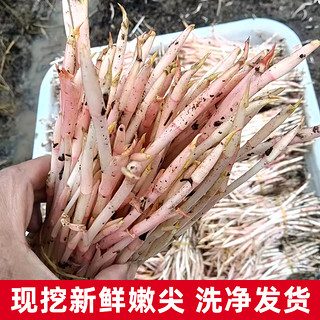 嫩芽折耳根四川鱼腥草嫩叶子侧耳根猪鼻孔凉拌菜农家自种新鲜蔬菜