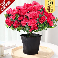 KaiShiguo Plants 开时果 杜鹃花盆栽（带花苞发货）四季开花苗室内花卉绿植鲜花植物盆景 大号红色+原生袋（28-35cm）