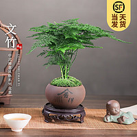 KaiShiguo Plants 开时果 文竹（舍得紫砂盆+苔藓+底座）