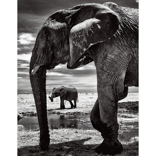 神圣自然 生命的永恒之舞 非洲动物摄影艺术图册集  后浪