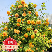 沭之美 爬藤月季浓香型四季庭院花卉不含盆 黄色庆典约1.6米左右高大苗