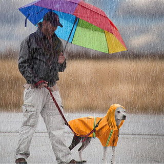 尛宝宠物狗狗雨衣防水服中型大型犬金毛萨摩柴犬雨天衣服两脚防水雨披 橙色雨衣 5XL【体重65斤-100斤】