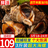 尚致【活鲜】青岛鲜活海捕大海螺1500g特大海螺肉大中号海螺生鲜贝类 大海螺3斤 1500g (18-24只)