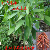 花中酷 现挖桂皮树苗 肉桂树苗 玉桂树苗 阳台庭院绿植盆栽 易成活 一年苗1颗 不含盆