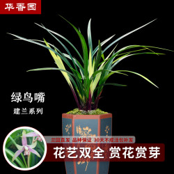 华香园兰花 绿鸟嘴 先明中透艺 高质量 建兰 浓幽香型带花苞办公室内 绿鸟嘴3苗 不带花苞  裸根发货