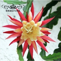 金枝景 令箭荷花 仙人掌多肉植物 叶片扦插苗 带根发货 紫贵人10~20厘米高 不含盆