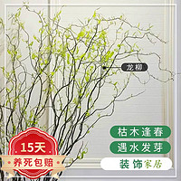 泰西丝 龙柳鲜枝龙柳干树枝水培植物花卉 龙柳80cm-1米20支