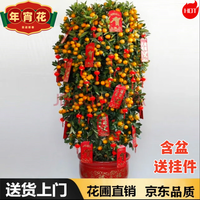 爱惜 金桔盆栽四季大型观赏金橘室内年橘年宵花卉年桔树植物带果发货 90-100公分（满果发货）含盆
