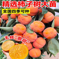 花棯 特大脆甜柿子树苗嫁接柿树苗南方北方种植盆栽地栽庭院阳台果树苗 脆甜柿3公分粗 当年结果 111cm(含)-140cm(含)