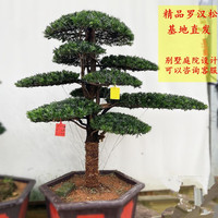 爱惜 迎客松造型罗汉松盆景地景大苗别墅庭院盆栽老桩大型植物庭院好养 造型罗汉松1.6-1.8米高【粗8公分 原土发货