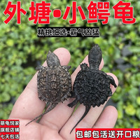 萌龟饲家鳄龟苗北美小鳄龟凶猛鳄龟爆刺杂佛纯佛宠物龟观赏龟 2-3厘米 1只杂佛鳄龟+100克粮