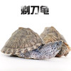 诗轩剃刀蛋龟苗迷你宠物龟活物观赏龟龟剃刀龟龟深水乌龟 5-6厘米 一只