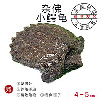 茶巷友名 北美小鳄龟杂佛鳄龟苗活物小乌龟宠物活泼外塘凶猛食用幼苗 杂佛小鳄龟(4-5cm)(精心挑选) 2只(比翼双飞)(1公1母)