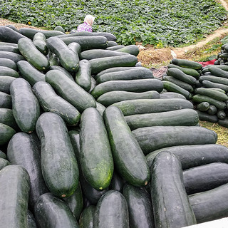 寿禾黑皮大冬瓜种子冬瓜苗巨型特大良种家庭种植春季播种南北方蔬菜瓜 寿禾广东黑皮大冬瓜种子5g约60粒