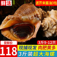 尚致【活鲜】青岛鲜活海捕大海螺1500g特大海螺肉大中号海螺生鲜贝类 特大海螺3斤（9-12只）