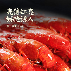 今锦上 十三香小龙虾加热即食半成品活虾烧制800g
