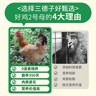 三德子好甄选高散养山农家土跑走山地鸡整只生鲜鸡 好鸡2号母（大） 1.2-1.5kg