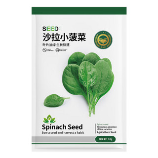 BARSI 京农研 沙拉小菠菜 10g 春秋栽培