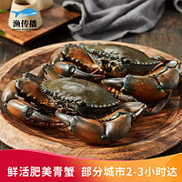 【活鲜】渔传播 同城速配 鲜活南宁青蟹4-5两/只 合计4只 螃蟹水产生鲜