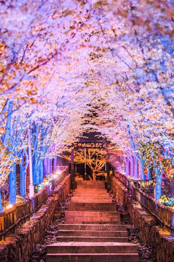 难得!樱花季不加价的好货!住宿+门票啥都有了!无锡拈花湾禅意村舍/拈花客栈/波罗蜜多酒店 多种房型1晚套餐