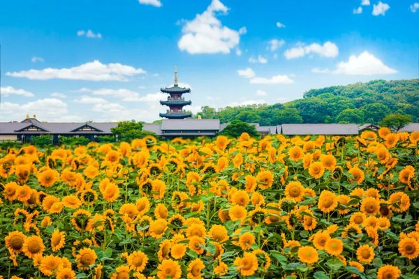 难得!樱花季不加价的好货!住宿+门票啥都有了!无锡拈花湾禅意村舍/拈花客栈/波罗蜜多酒店 多种房型1晚套餐