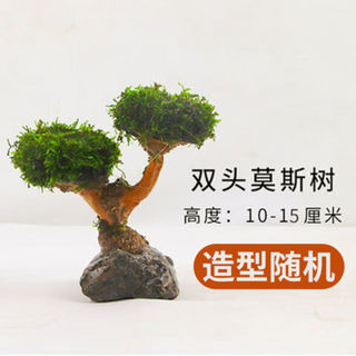 时光田野成品莫斯树入缸成景水草沉木懒人淡水阴性植物无底沙鱼缸 双头莫斯树高10-15CM