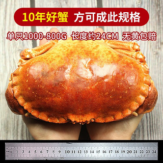 鲟食 面包蟹超大英国原装熟冻进口 全母膏蟹大螃蟹黄道蟹海鲜水产 800-1000g/只