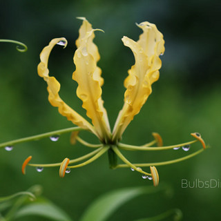 种花王大爷 嘉兰百合 品种攀援藤本植物裸根观赏花型艳丽栽培种球