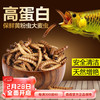 SUNSUN 森森 .小鲤龙鱼银龙鱼饲料血鹦鹉鱼食大麦虫热带鱼发财鱼鱼粮罗汉鱼饲料 锁住鲜 黄粉虫420g 适合各种中大型鱼