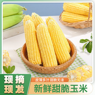 云南楚雄新鲜水果玉米 3斤 5-6根 单果250g以上