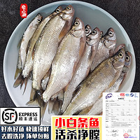 云映渔舟 微山湖生态野捕小白条鱼(净膛) 活鱼现杀翘嘴鱼刁子新鲜淡水河鱼 15cm以下混合(一斤20-30条 1斤
