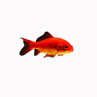 凱希慕 草金魚活魚錦鯉魚苗觀賞魚淡水魚冷水魚小型耐活活體小金魚紅草金12條