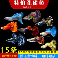 森悠（SARYOR）孔雀魚純種觀賞魚小型淡水好養熱帶魚活體斑馬金魚繁殖 雜袍孔雀魚10條+5條備損