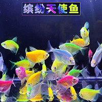 森悠（SARYOR）斑馬魚小型觀賞魚水草缸群游熱帶魚活體魚 混色天使魚2-4cm 10條