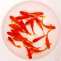 易萌 金魚活體冷水魚觀賞魚水族寵物活體魚紅草金魚淡水魚苗 3-5cm 10條
