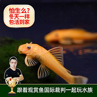云峰海瑞 鼠魚清潔魚熱帶觀賞魚清缸除藻工具魚 底棲魚類水族寵物工具魚 黃金胡子3-4厘米1條裝