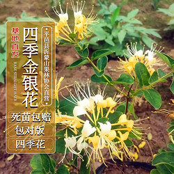 四万公里 40000KM 金银花树四季花果树树苗盆栽地栽庭院爬藤植物可食用源头直发包邮