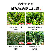 JUNDEARDENING 君德 枯草芽孢菌杆菌农用微生物菌肥枯草杆菌菌剂菌肥菌种防病肥料