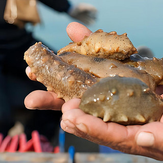 鸿禧海宴大连海参即食冷冻水产深海野生海生刺参鲜活速食非干货500g克 3斤 7-9只/1斤