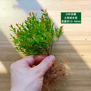 苔藓微景观材料 网纹草单颗植物鲜活绿植生态缸水陆缸造景蕨类