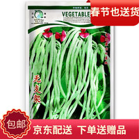 凤鸣雅世豇豆种子青菜特长四季豆秋冬季春豆角种子春季菜籽豆角籽蔬菜种孑 绿色无支架豇豆种子40克