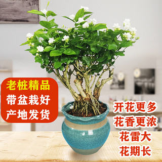 茉莉花苗盆栽带花苞九里香老桩驱蚊水培花卉绿植物室内栀子花好养