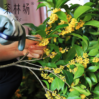 茶林场 黄山祁门红茶桂花香味自己喝送礼年货窖制送礼装50g