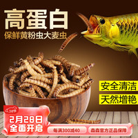 森森.小鲤龙鱼银龙鱼饲料血鹦鹉鱼食大麦虫热带鱼发财鱼鱼粮罗汉鱼饲料 锁住鲜 黄粉虫140g 适合各种中大型鱼